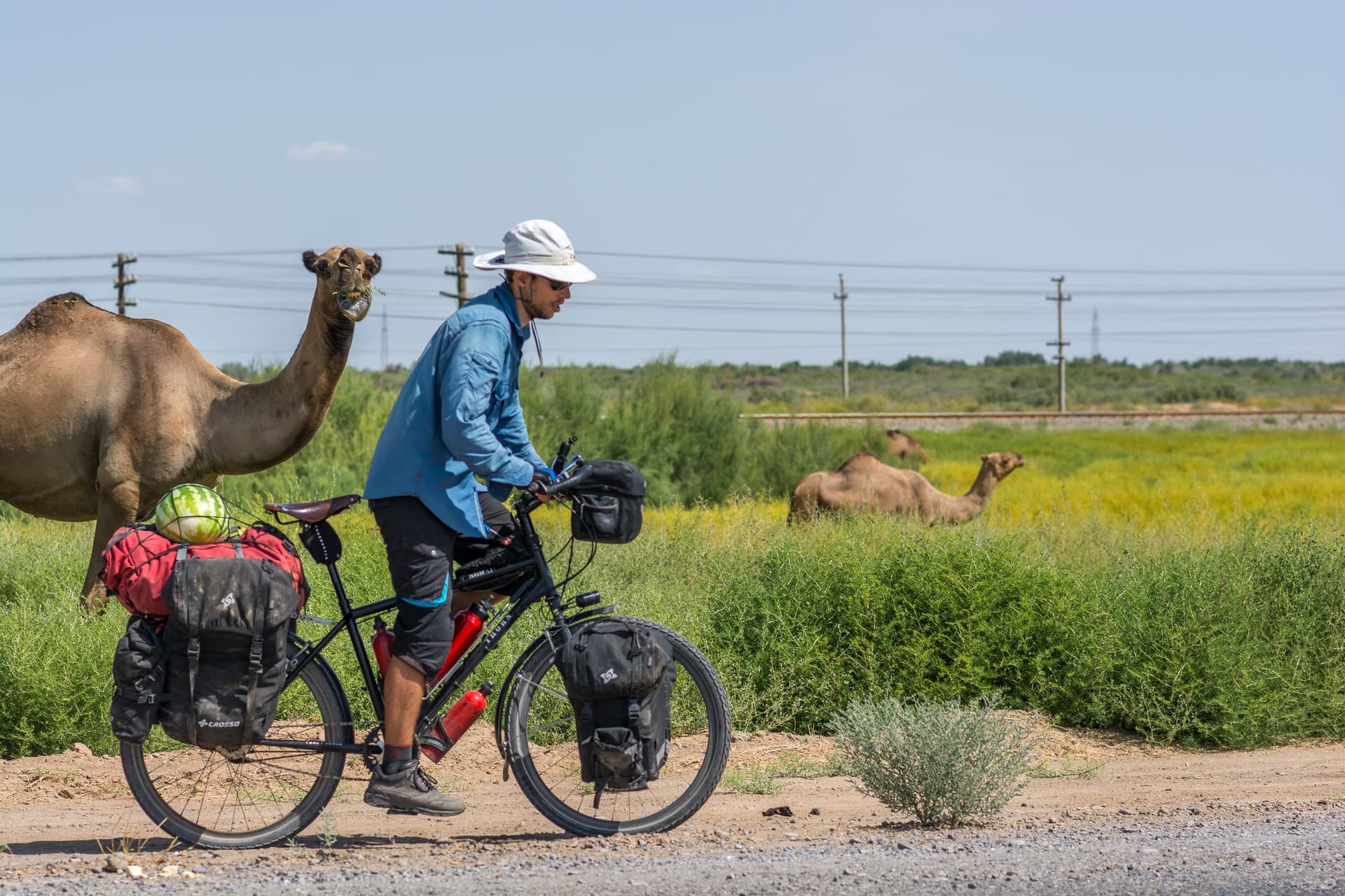 Pablo with his loaded touring bicycle and camels in Turkmenistan's green desert